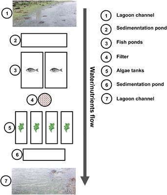 Cultivating the Macroalgal Holobiont: Effects of Integrated Multi-Trophic Aquaculture on the Microbiome of Ulva rigida (Chlorophyta)